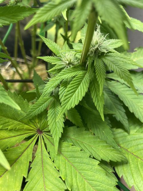 Critical Kush by RQS Second Indoor Run. Week 10