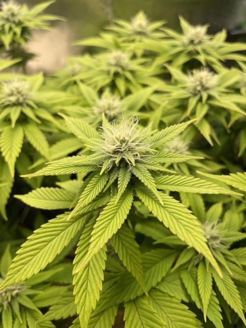 Critical Kush by RQS Second Indoor Run. Week 10