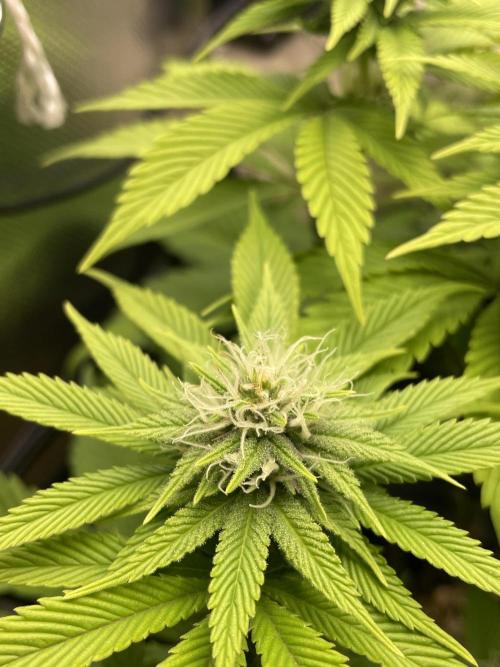 Critical Kush by RQS Second Indoor Run. Week 10