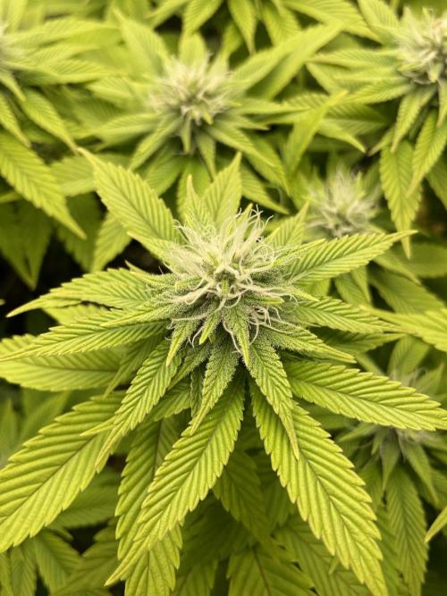Critical Kush by RQS Second Indoor Run. Week 10