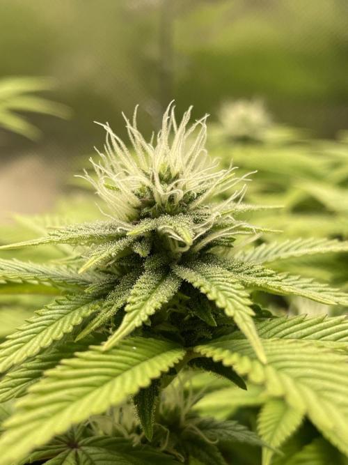 Critical Kush. Week 10