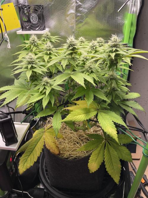 Critical Kush by RQS Second Indoor Run. Week 11