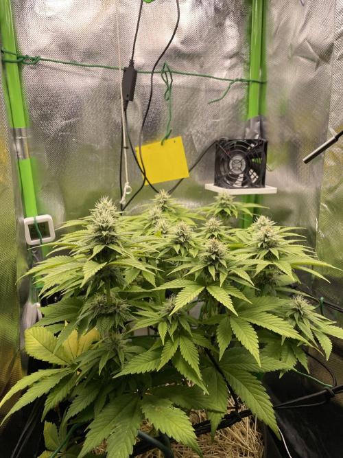 Critical Kush by RQS Second Indoor Run. Week 11