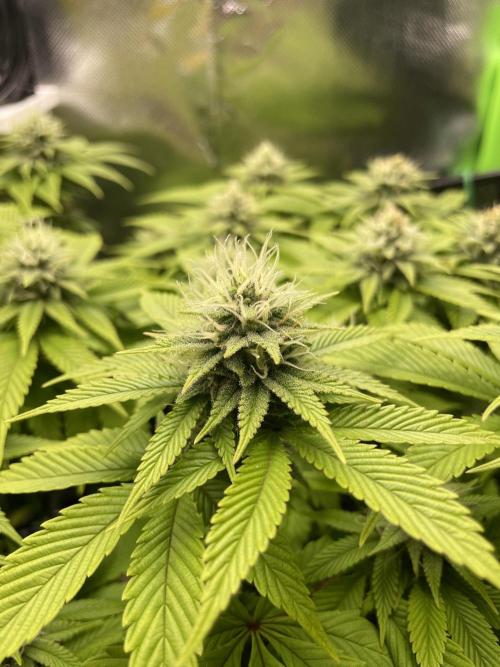 Critical Kush by RQS Second Indoor Run. Week 11