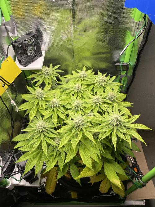 Critical Kush by RQS Second Indoor Run. Week 11
