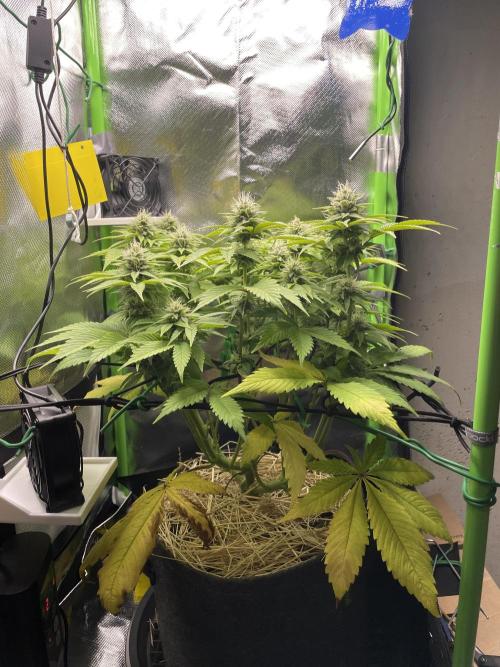 Critical Kush by RQS Second Indoor Run. Week 11