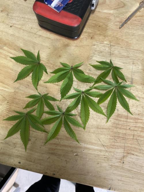 Critical Kush by RQS Second Indoor Run. Week 11