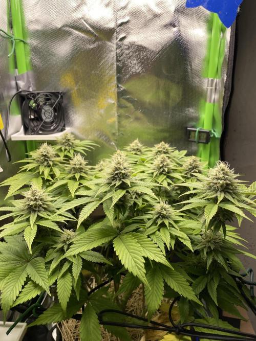 Critical Kush. Week 11
