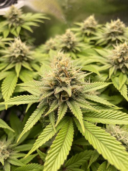 Critical Kush by RQS Second Indoor Run. Week 12