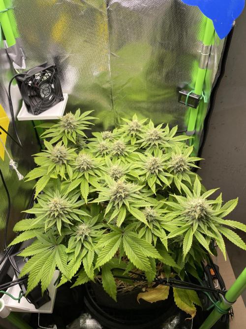 Critical Kush by RQS Second Indoor Run. Week 12