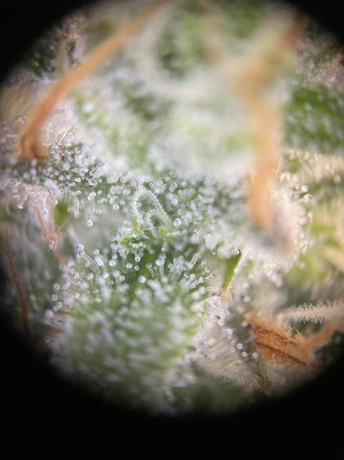 Critical Kush. Week 12