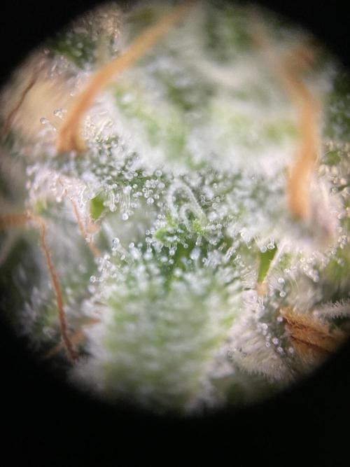 Critical Kush by RQS Second Indoor Run. Week 13