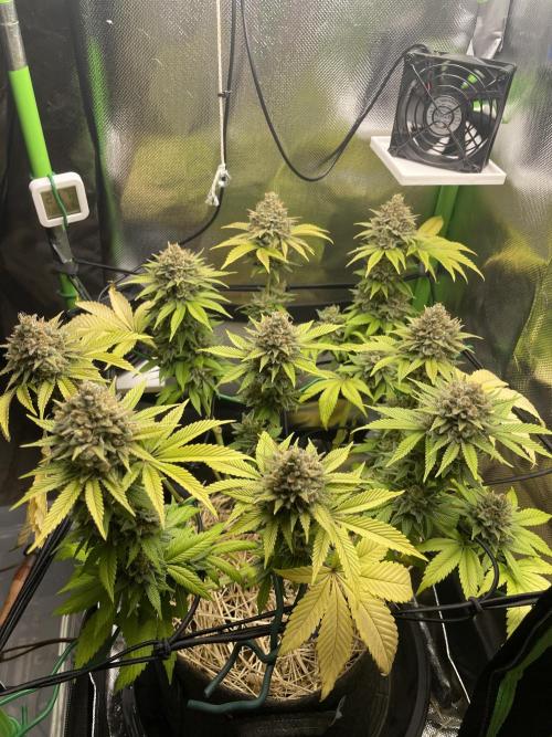 Critical Kush by RQS Second Indoor Run. Week 14