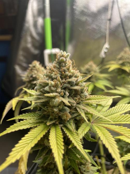 Critical Kush. Week 14