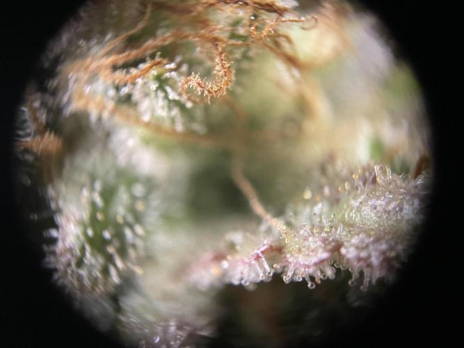 Critical Kush by RQS Second Indoor Run. Week 15
