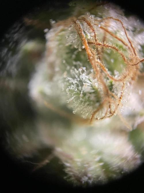 Critical Kush by RQS Second Indoor Run. Week 15