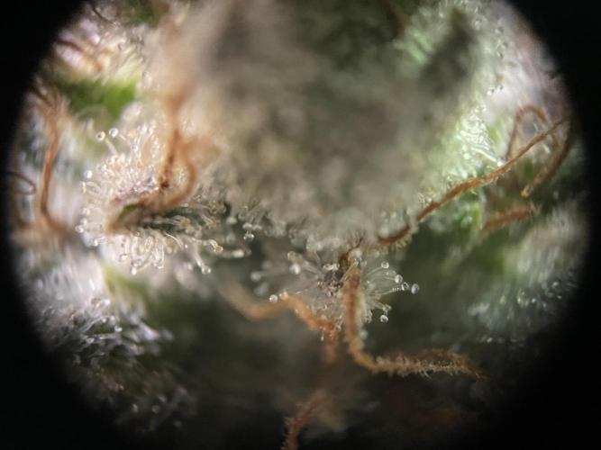Critical Kush by RQS Second Indoor Run. Week 15