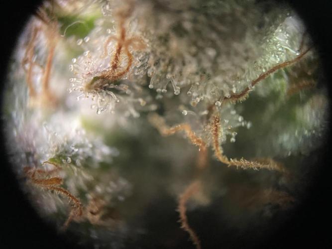 Critical Kush. Week 15