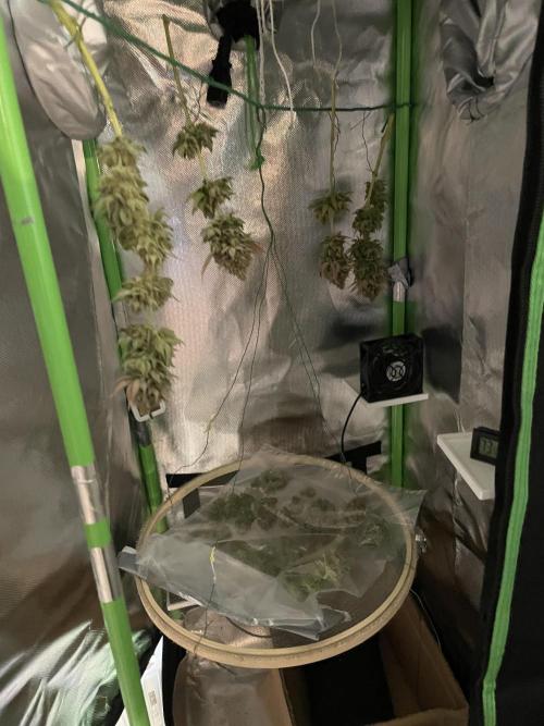 Critical Kush by RQS Second Indoor Run. Week 16
