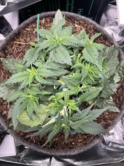 Sensi Seeds Himalayan CBD 4th indoor run. Week 5