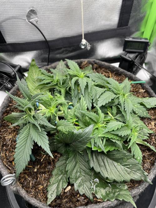 Sensi Seeds Himalayan CBD 4th indoor run. Week 5