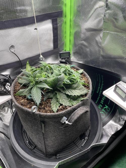 Sensi Seeds Himalayan CBD 4th indoor run. Week 5