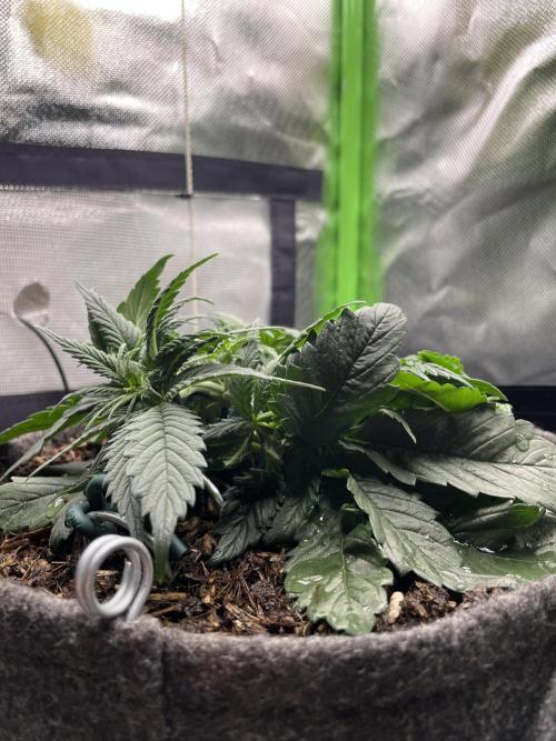 Sensi Seeds Himalayan CBD 4th indoor run. Week 5