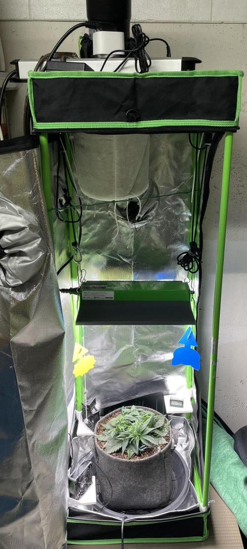 Himalayan CBD. Week 5