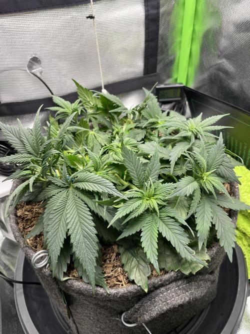 Sensi Seeds Himalayan CBD 4th indoor run. Week 6