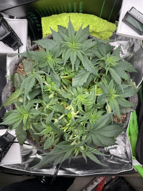 Himalayan CBD. Week 6