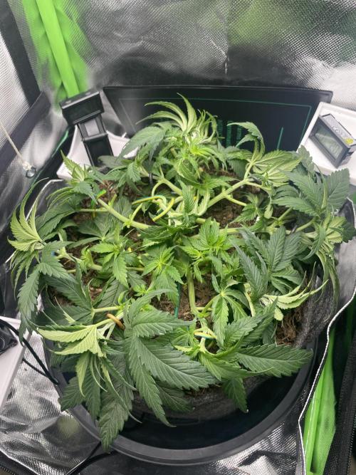 Sensi Seeds Himalayan CBD 4th indoor run. Week 6