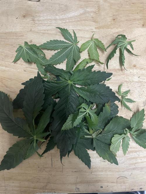 Sensi Seeds Himalayan CBD 4th indoor run. Week 6