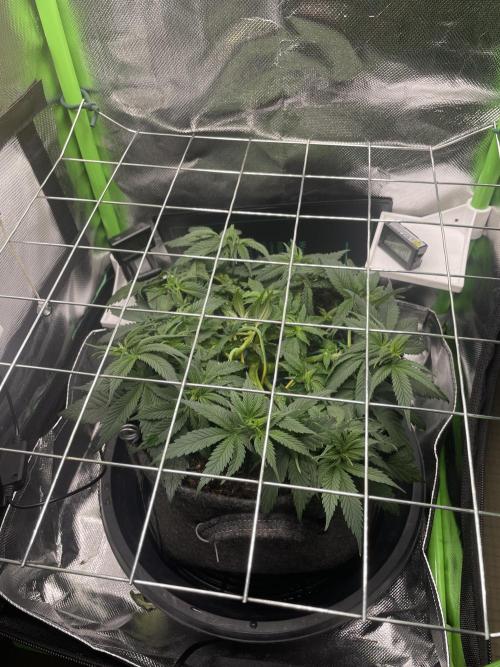 Sensi Seeds Himalayan CBD 4th indoor run. Week 6