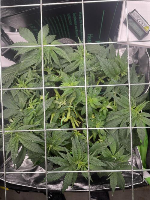 Himalayan CBD. Week 6