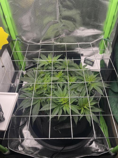 Sensi Seeds Himalayan CBD 4th indoor run. Week 7