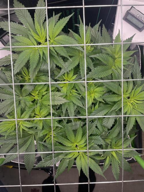 Himalayan CBD. Week 7