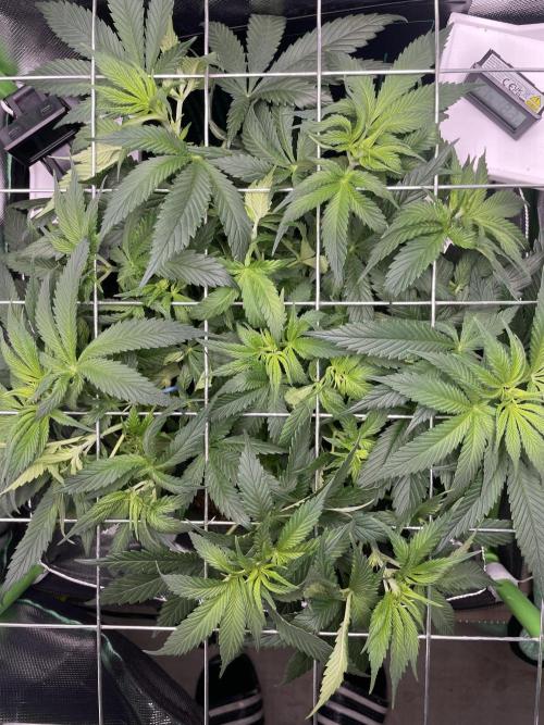 Sensi Seeds Himalayan CBD 4th indoor run. Week 7