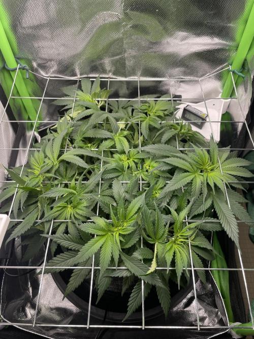 Himalayan CBD. Week 7