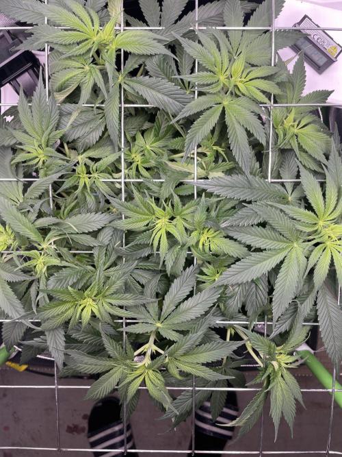 Sensi Seeds Himalayan CBD 4th indoor run. Week 8