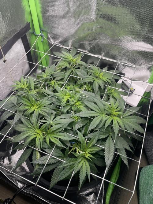 Sensi Seeds Himalayan CBD 4th indoor run. Week 8