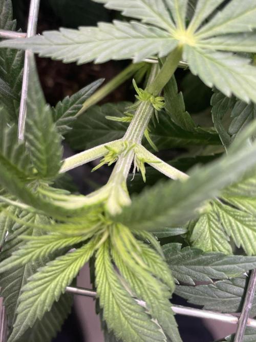 Himalayan CBD. Week 8