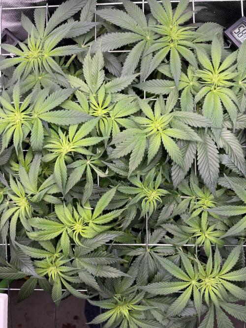 Sensi Seeds Himalayan CBD 4th indoor run. Week 9