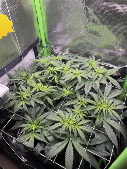 Sensi Seeds Himalayan CBD 4th indoor run. Week 9