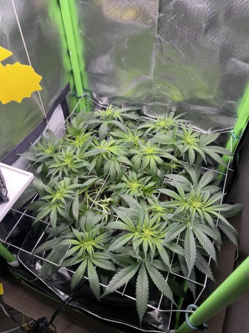 Sensi Seeds Himalayan CBD 4th indoor run. Week 9