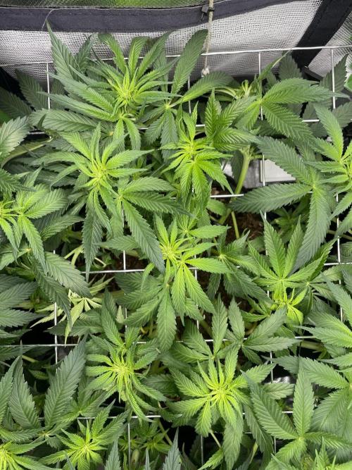 Sensi Seeds Himalayan CBD 4th indoor run. Week 9