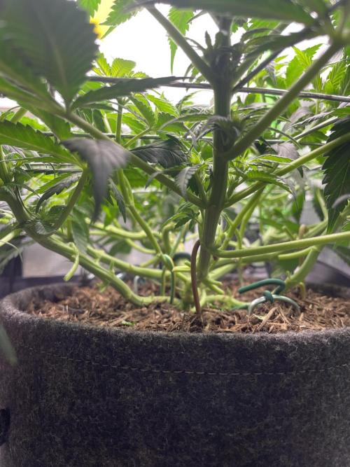 Sensi Seeds Himalayan CBD 4th indoor run. Week 9