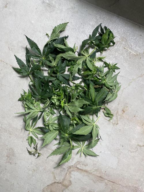 Sensi Seeds Himalayan CBD 4th indoor run. Week 9