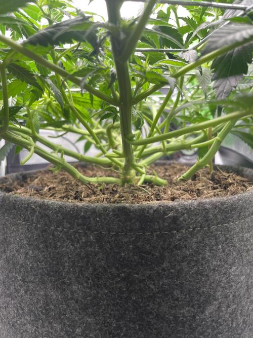Sensi Seeds Himalayan CBD 4th indoor run. Week 9