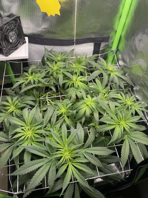 Himalayan CBD. Week 9