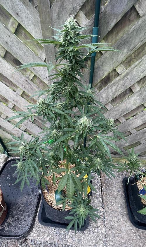 Auto THC Victory Dutch Passion 3rdSummer. Week 0